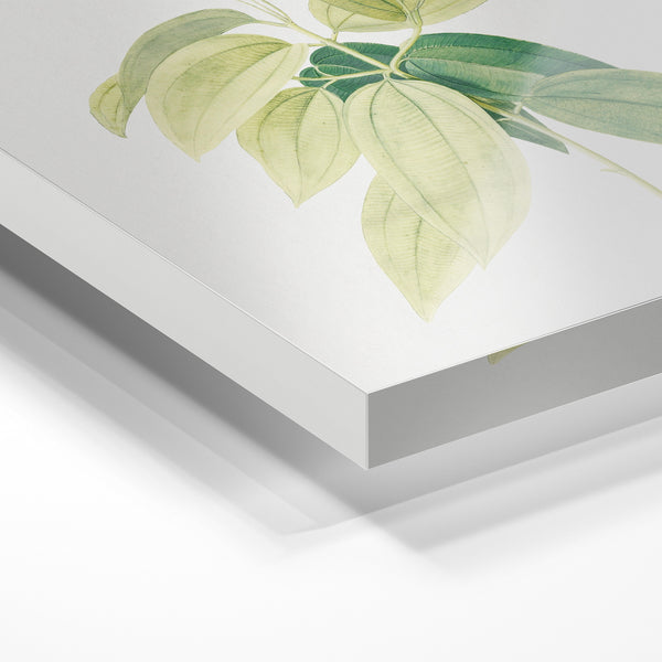 Botanica blanc et vert pâle - Art mural nature — Verre acrylique