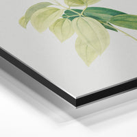Gros plan de la matière : le tirage contrecollé sur aluminium Dibond mat, tranche visible.