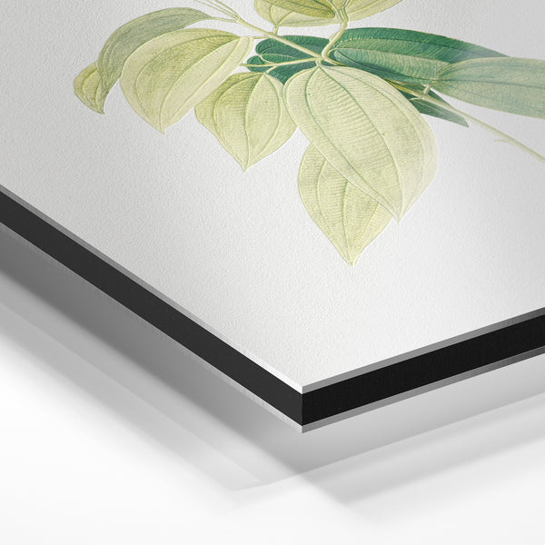 Botanica blanc et vert pâle - Art mural nature — Aluminium Dibond relief 3D