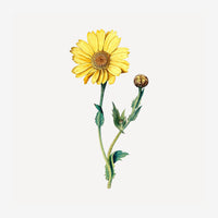 Illustration botanique d'un gerbera jaune en fleur avec un bouton floral, tige verte et feuilles, sur fond beige clair.