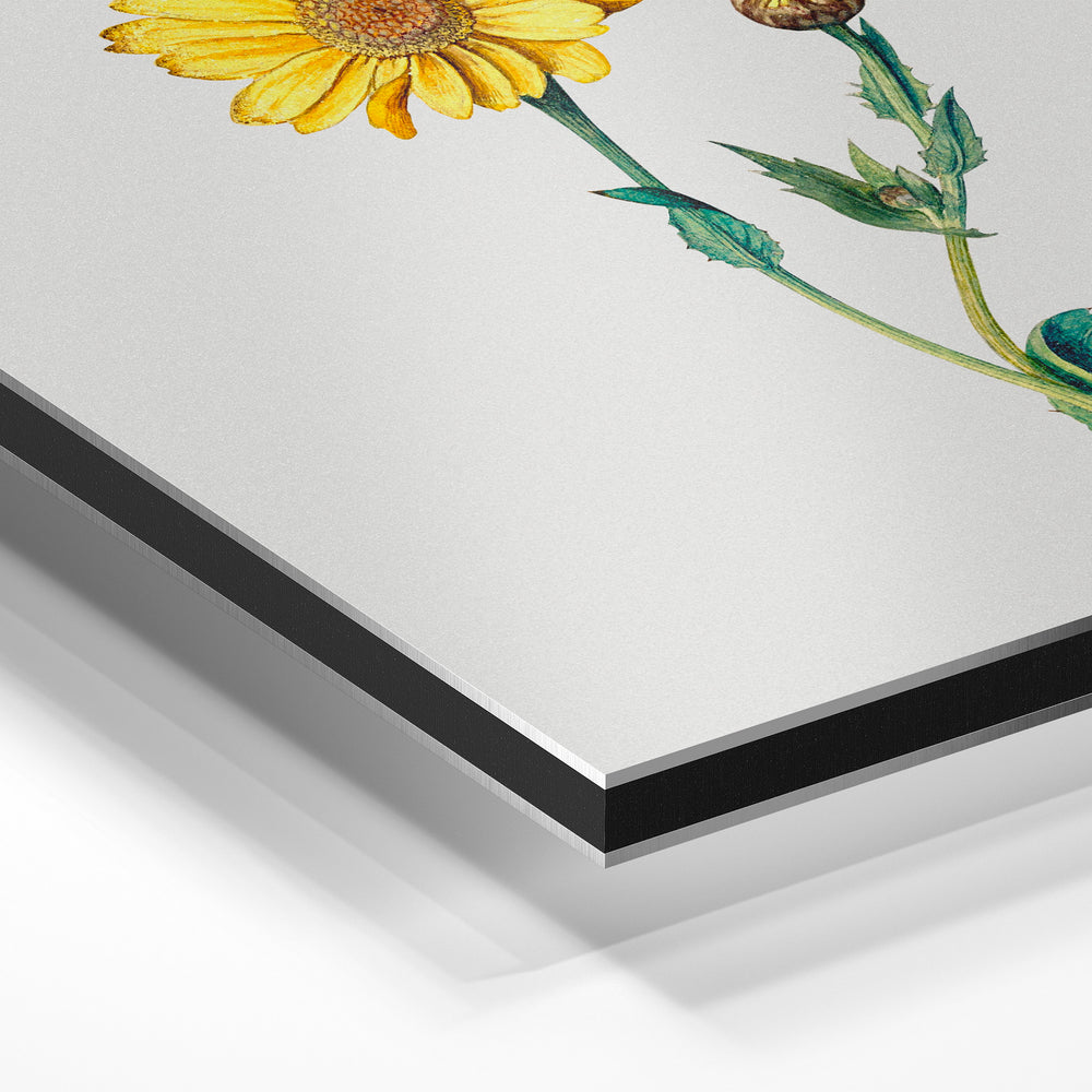 Gros plan de la matière : le tirage contrecollé sur aluminium Dibond mat, tranche visible.