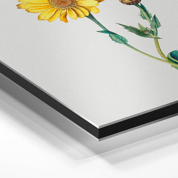 Gerbera jaune et bouton floral botanique — Aluminium Dibond