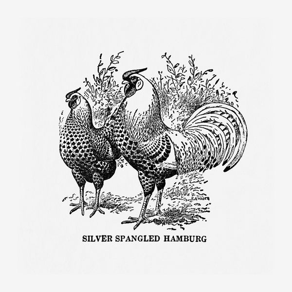 Silver Spangled Hambuerg - Affiche poules — Toile sur châssis