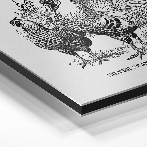 Silver Spangled Hambuerg - Affiche poules — Aluminium Dibond