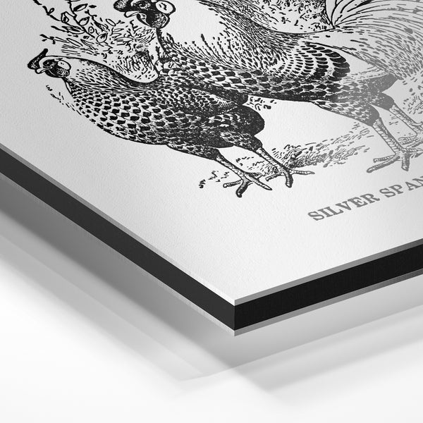 Silver Spangled Hambuerg - Affiche poules — Aluminium Dibond relief 3D