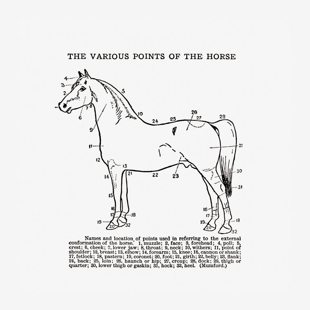 Diagramme anatomique en noir et blanc d'un cheval avec 32 points numérotés indiquant les différentes parties du corps et.