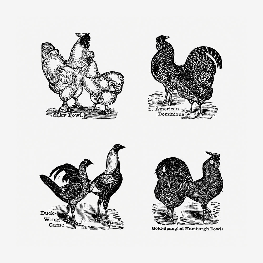 Quatre illustrations de poules et coqs différents, nommés et présentés côte à côte, dans un style de gravure en noir et.