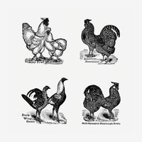Quatre illustrations de poules et coqs différents, nommés et présentés côte à côte, dans un style de gravure en noir et.