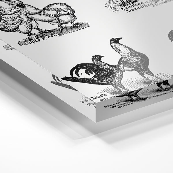Galerie de poules et coqs en noir et blanc — Verre acrylique
