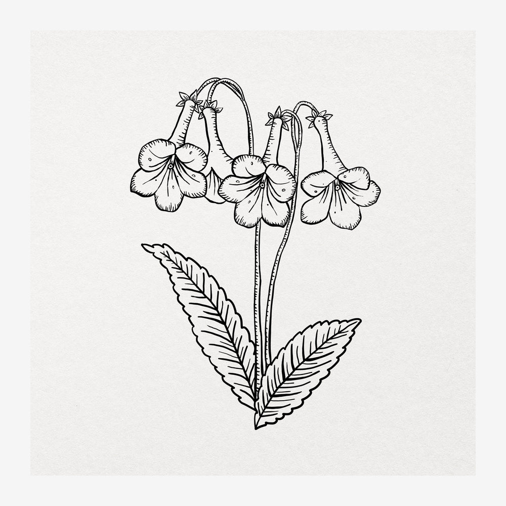Illustration d'une fleur clochette avec pétales arrondis et feuilles nervurées, dessinée au trait fin en noir sur fond beige.