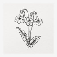Illustration d'une fleur clochette avec pétales arrondis et feuilles nervurées, dessinée au trait fin en noir sur fond beige.