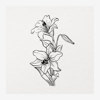 Dessin au trait d'un lys avec deux fleurs et bouton, exécuté en lignes noires sur fond blanc cassé.
