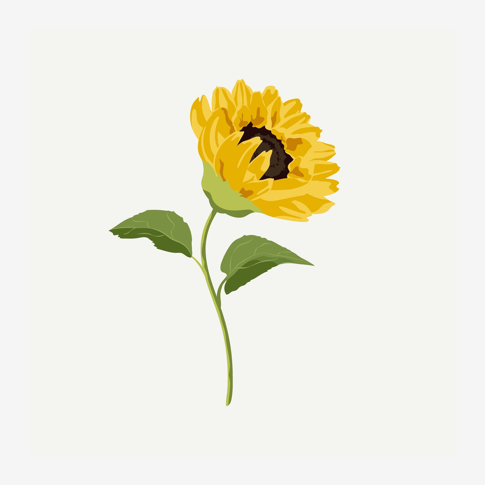 Un tournesol aux pétales jaune brillant et cœur sombre sur une longue tige verte avec deux feuilles, sur fond blanc clair.