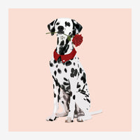 Un dalmatien blanc et noir assis, portant un nœud rouge et tenant une rose rouge dans sa gueule, sur un fond rose poudré.