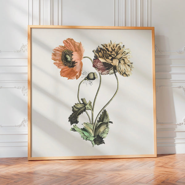 Coquelicots et renonculées, étude botanique — Poster HP mat