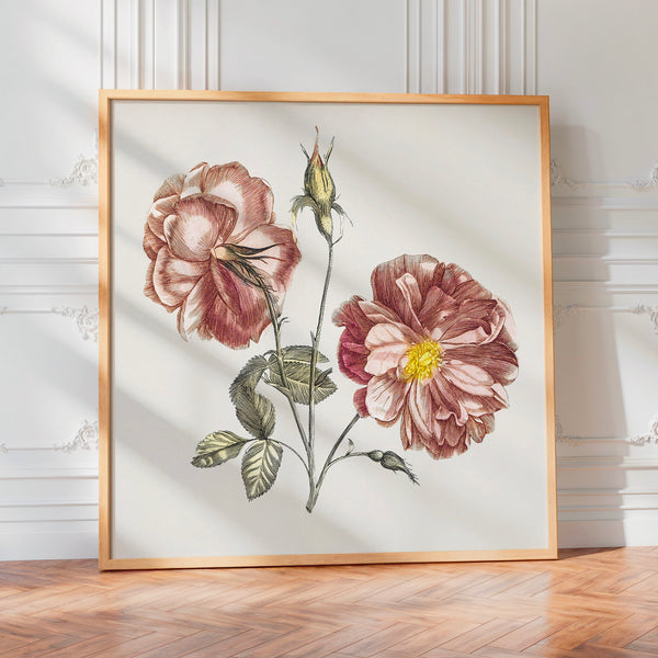 Pivoines rose et blanc, illustration botanique — Poster HP mat