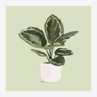 Illustration d'une plante aux feuilles vert et blanc dans un pot rose pâle, sur fond vert clair.