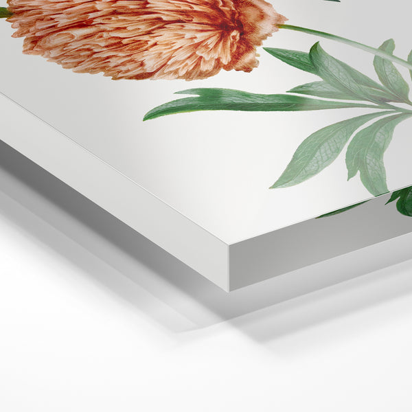Pivoine terracotta style botanique illustré — Verre acrylique