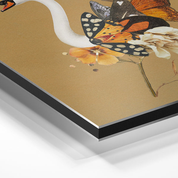 Cygne blanc et papillons, style botanique — Aluminium Dibond